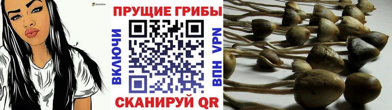 Галлюциногенные грибы Psilocybine cubensis  наркота  Городец 