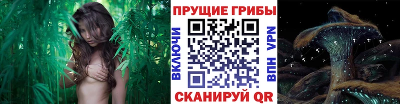 Псилоцибиновые грибы Psilocybe Городец